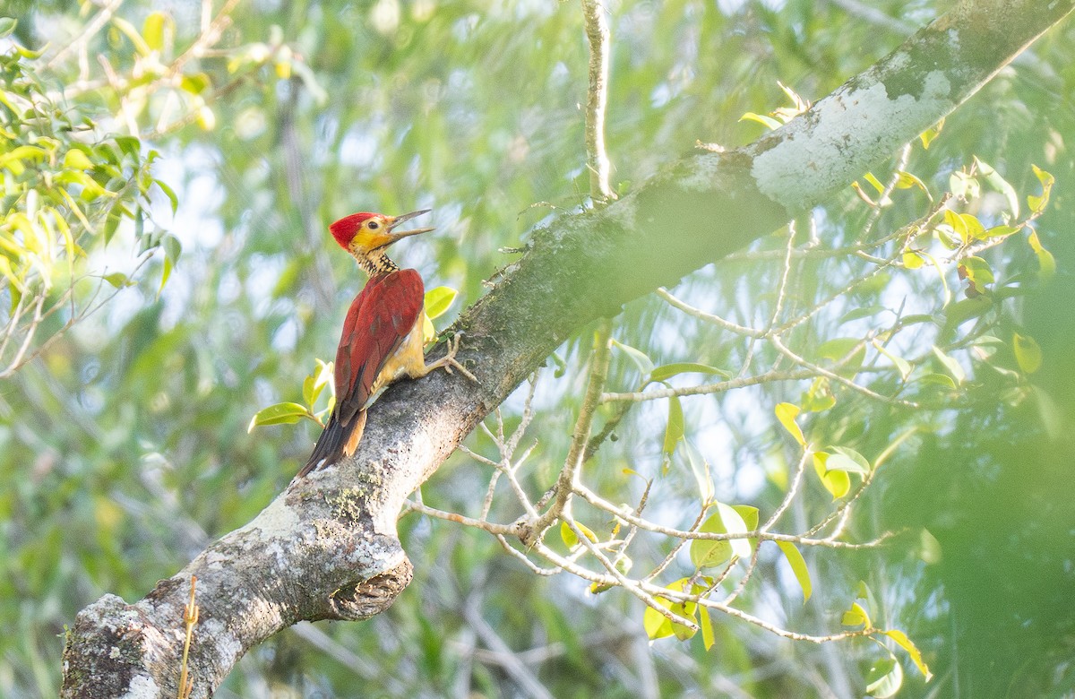 Yellow-faced Flameback - ML611340770