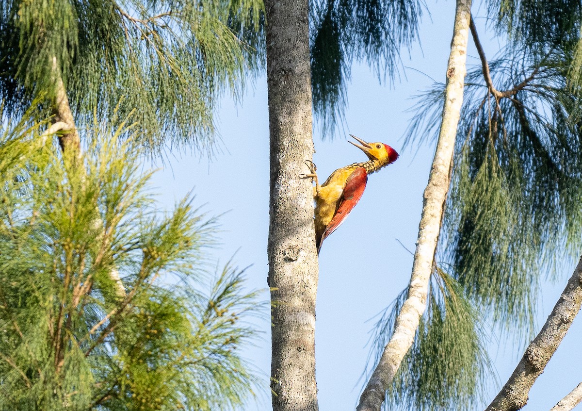 Yellow-faced Flameback - Forest Botial-Jarvis