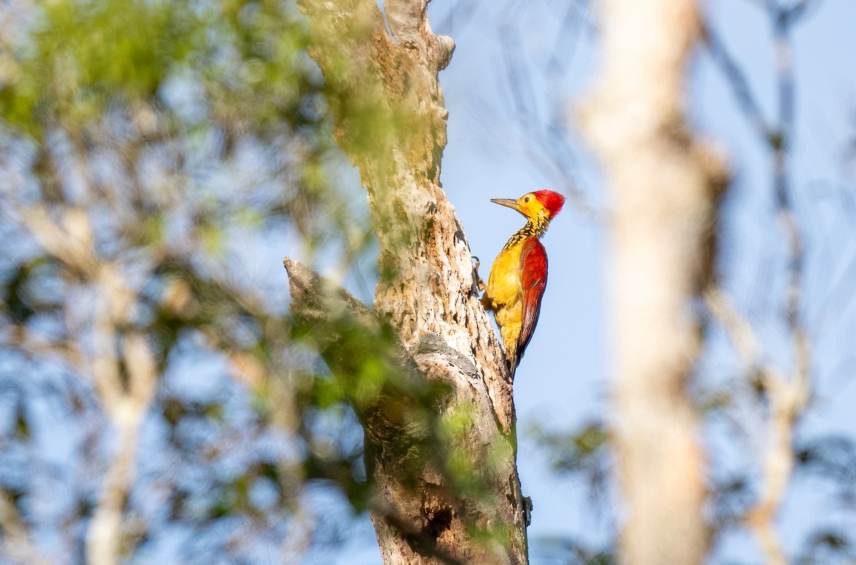 Yellow-faced Flameback - ML611340772