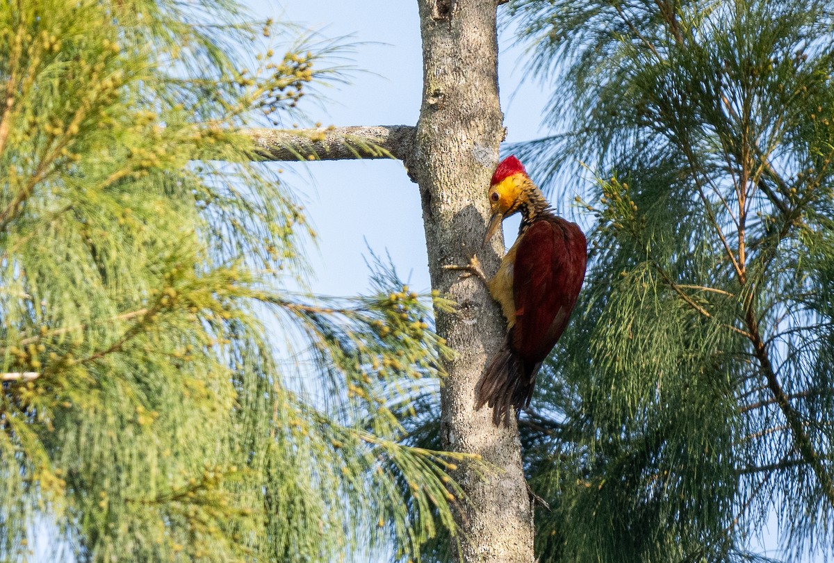 Yellow-faced Flameback - ML611340773