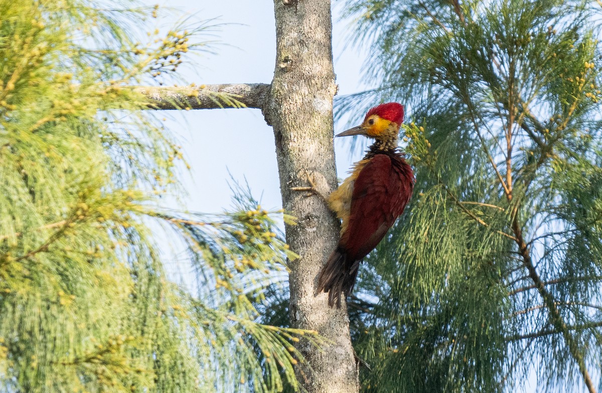 Yellow-faced Flameback - Forest Botial-Jarvis