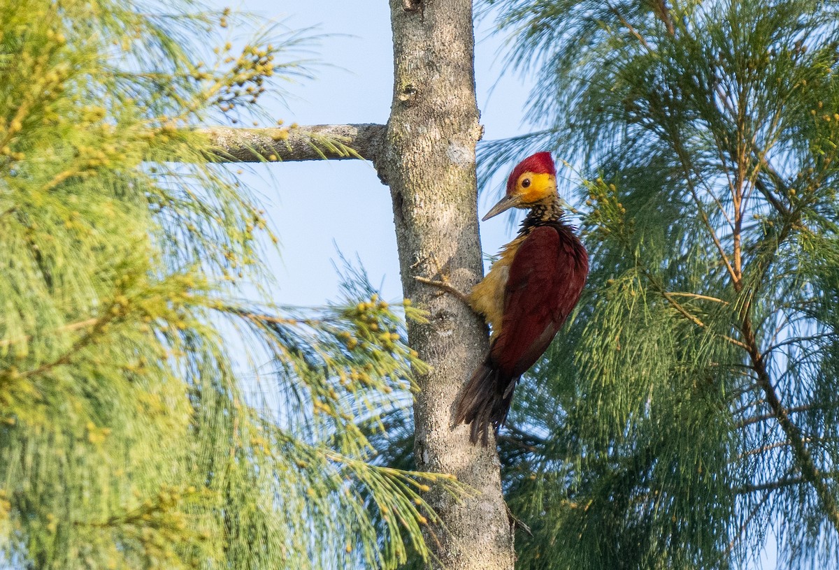 Yellow-faced Flameback - Forest Botial-Jarvis