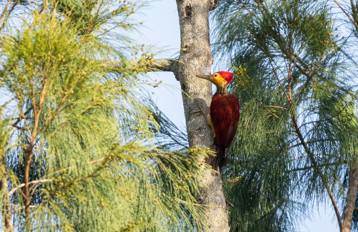 Yellow-faced Flameback - ML611340776