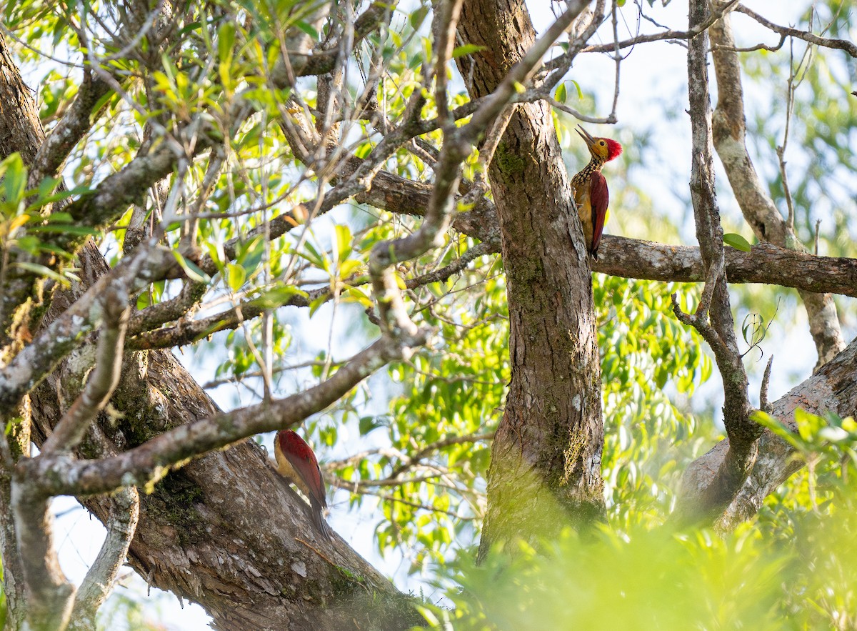 Yellow-faced Flameback - ML611340779