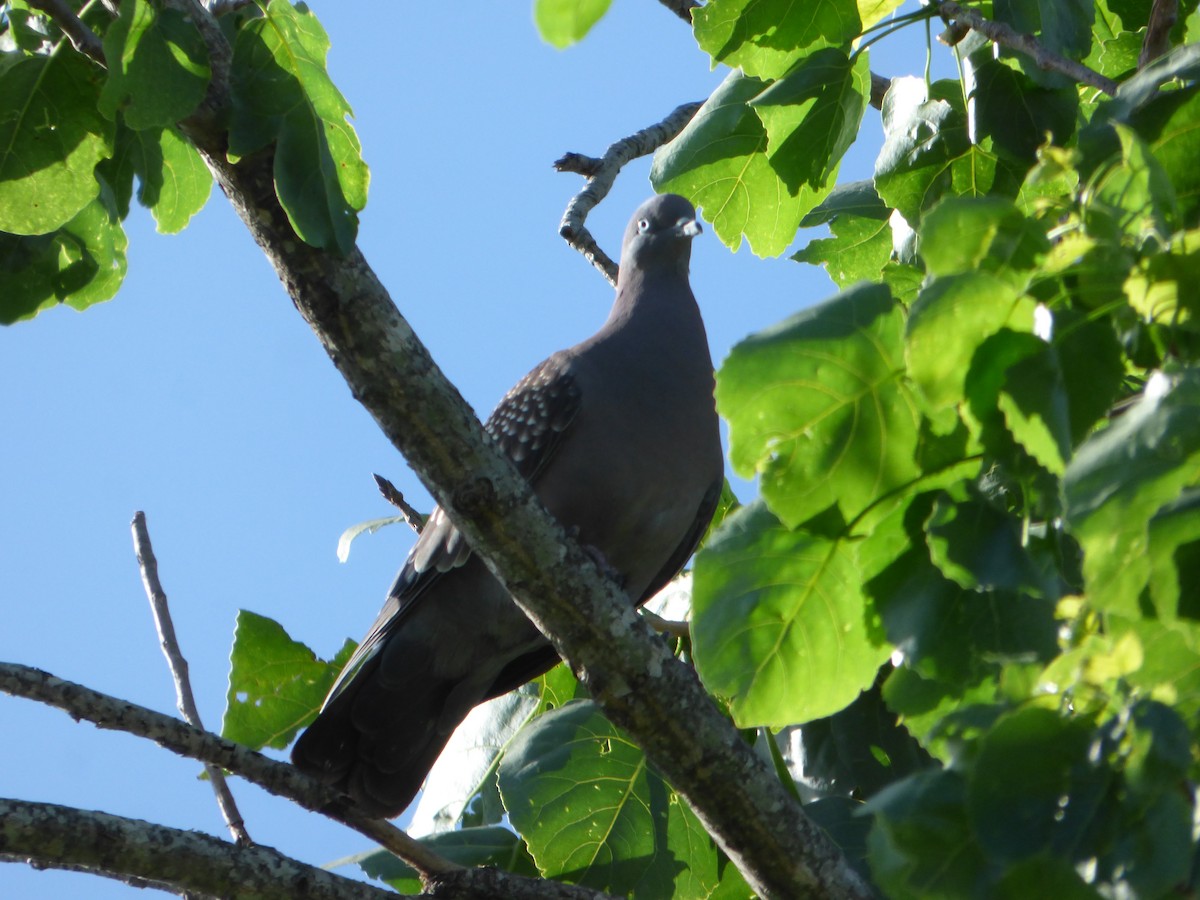 Spot-winged Pigeon - ML611340846