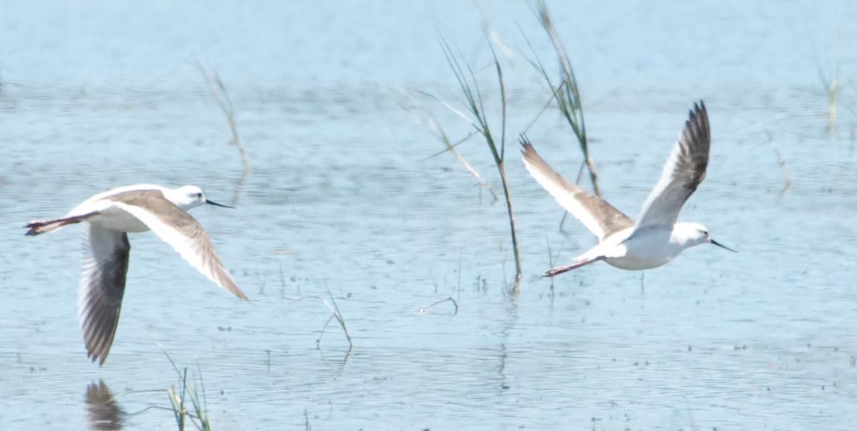 Banded Stilt - Matty Doyle