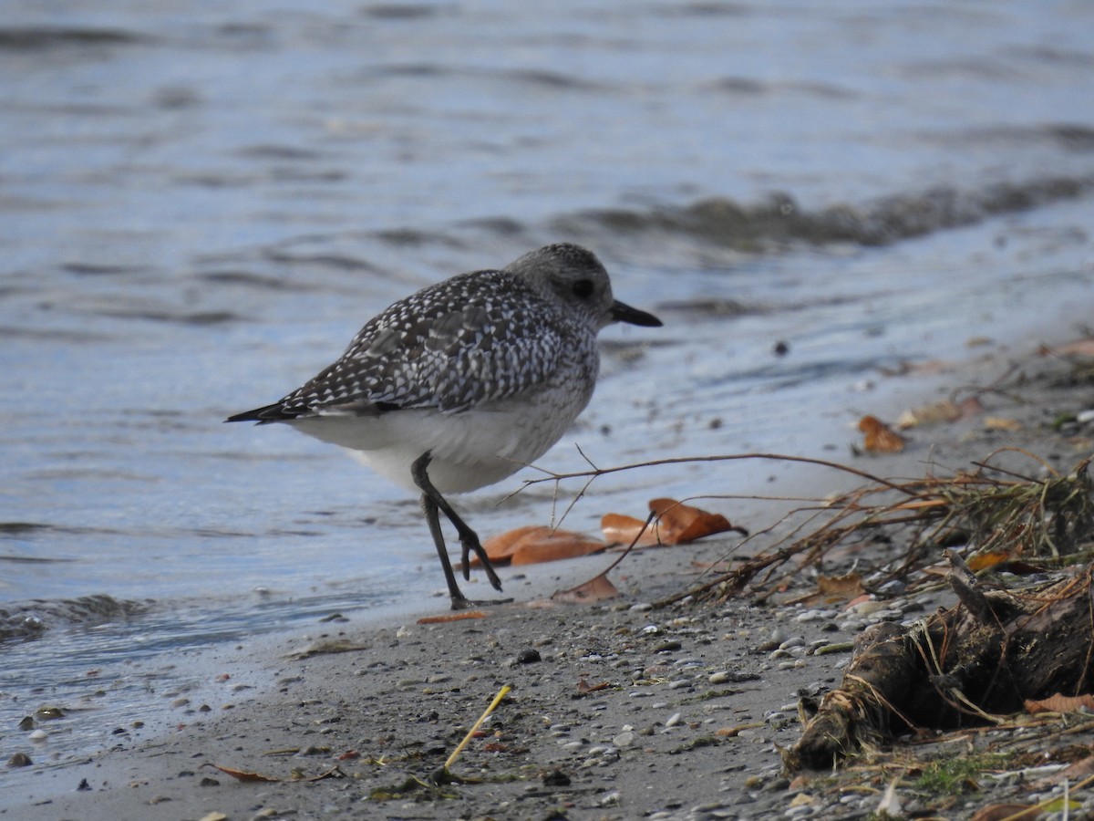 Black-bellied Plover - ML611340874