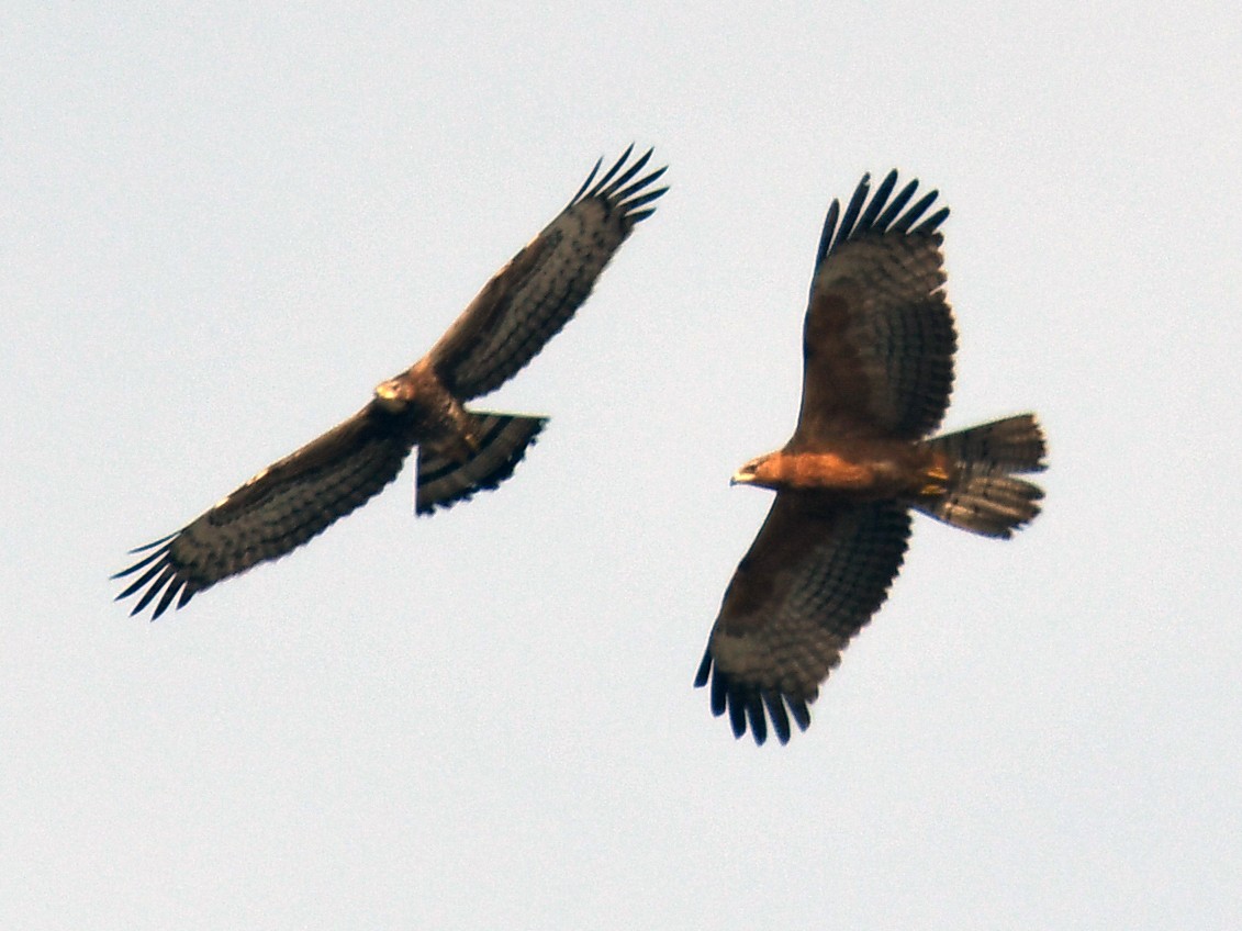 Oriental Honey-buzzard - ML611340957