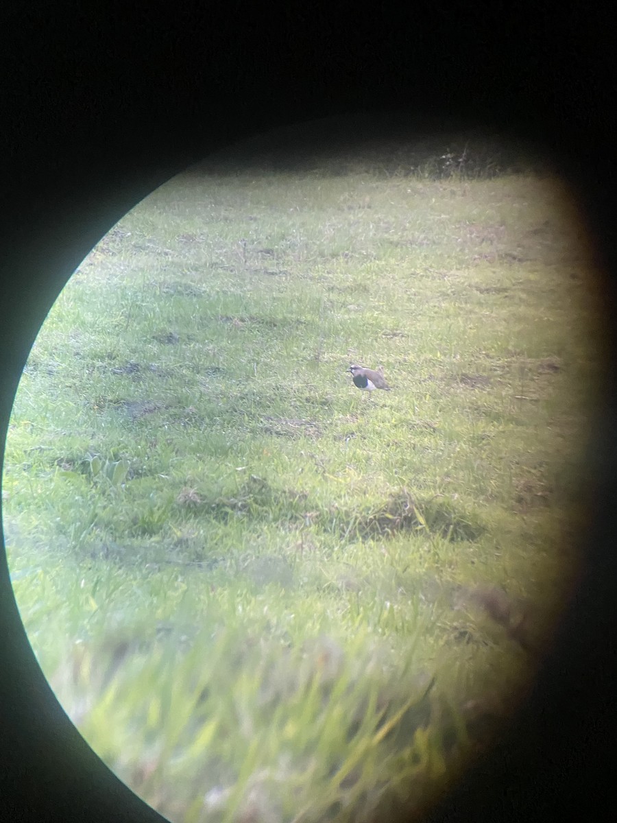 Southern Lapwing - Aaron Yappert