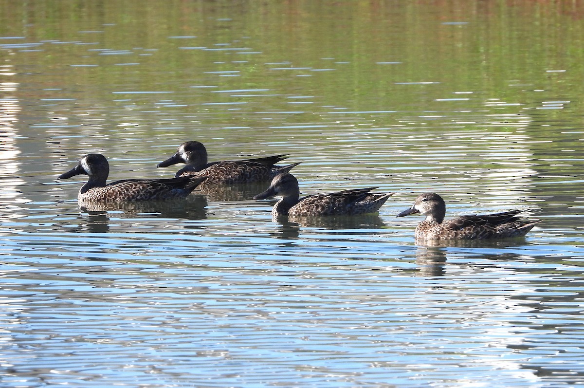 Blue-winged Teal - ML611341037