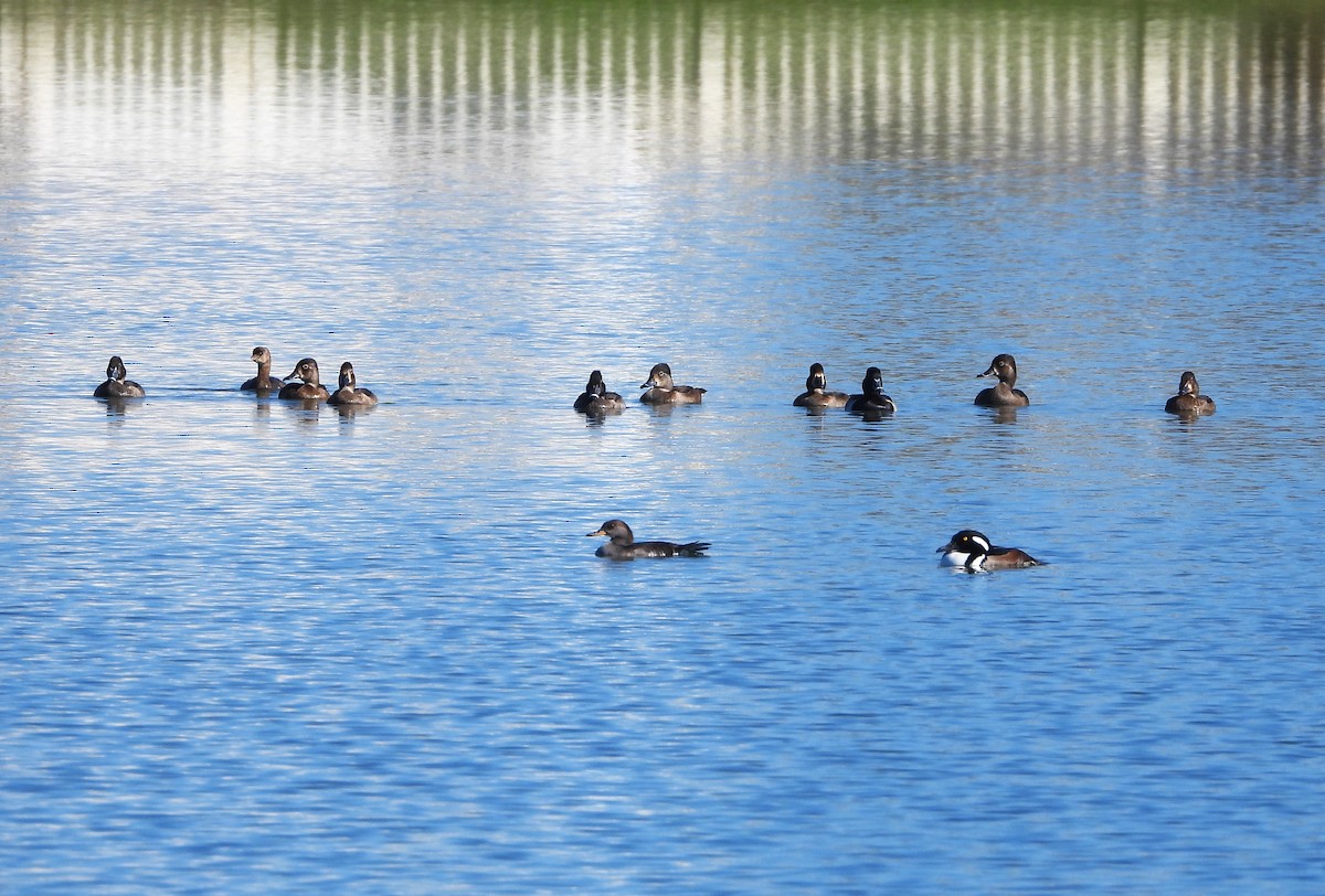 Ring-necked Duck - ML611341048