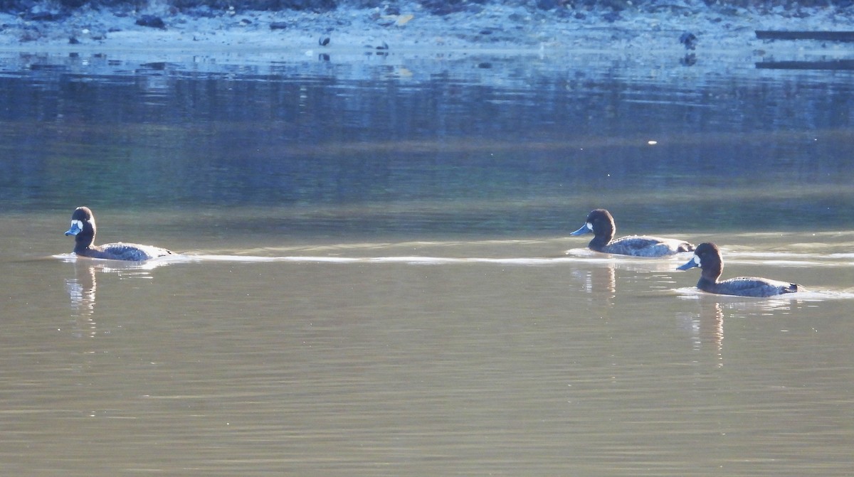 Lesser Scaup - ML611341069