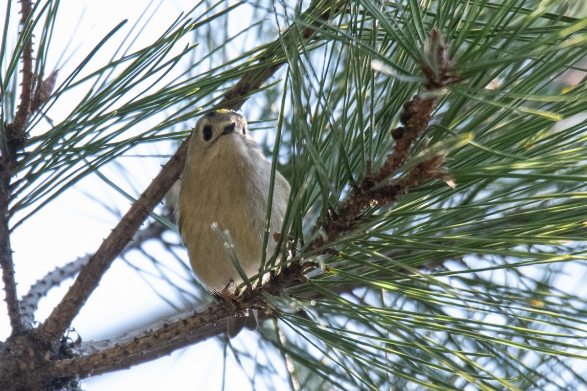 Goldcrest - ML611341084