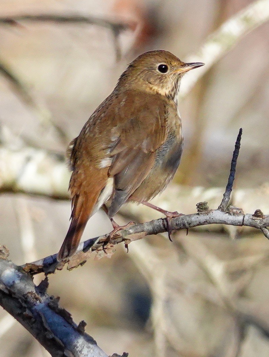 Hermit Thrush - ML611341095
