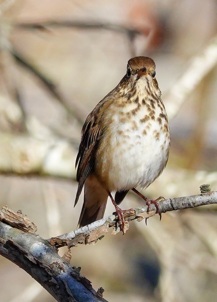 Hermit Thrush - ML611341096
