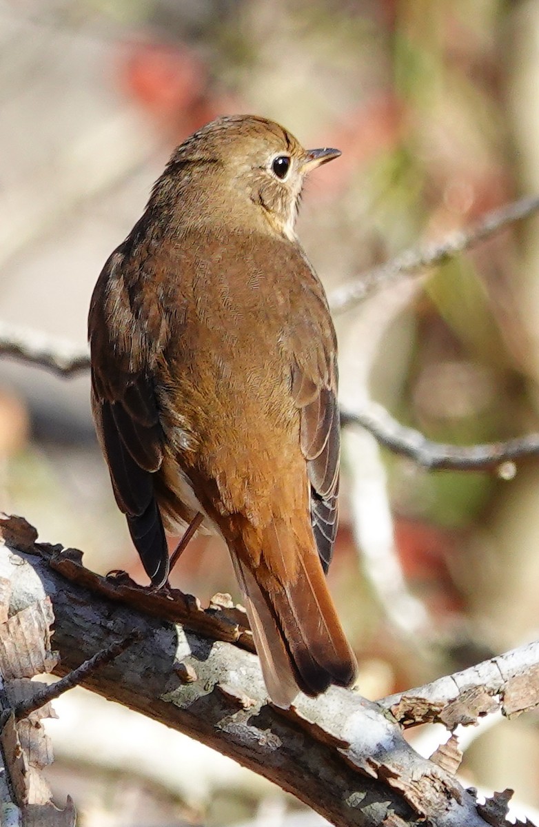 Hermit Thrush - ML611341097