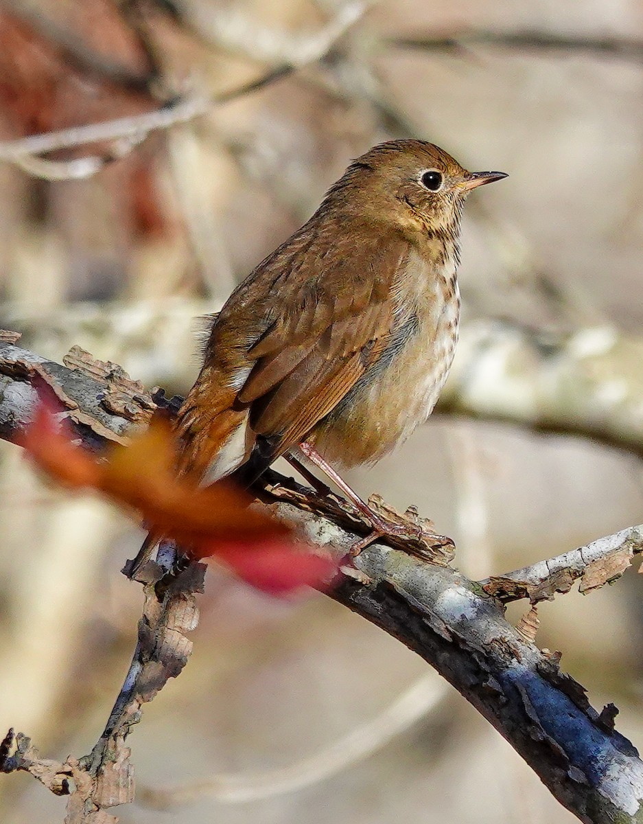 Hermit Thrush - ML611341098