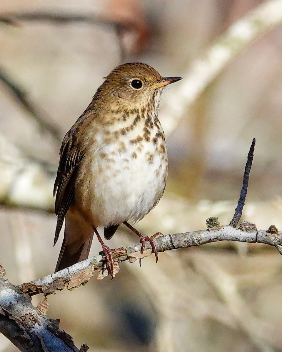 Hermit Thrush - ML611341099