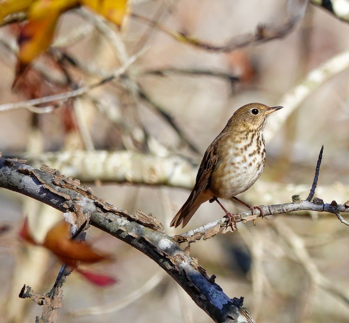 Hermit Thrush - ML611341100