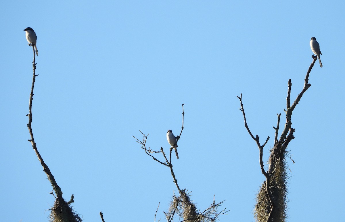 Loggerhead Shrike - ML611341109