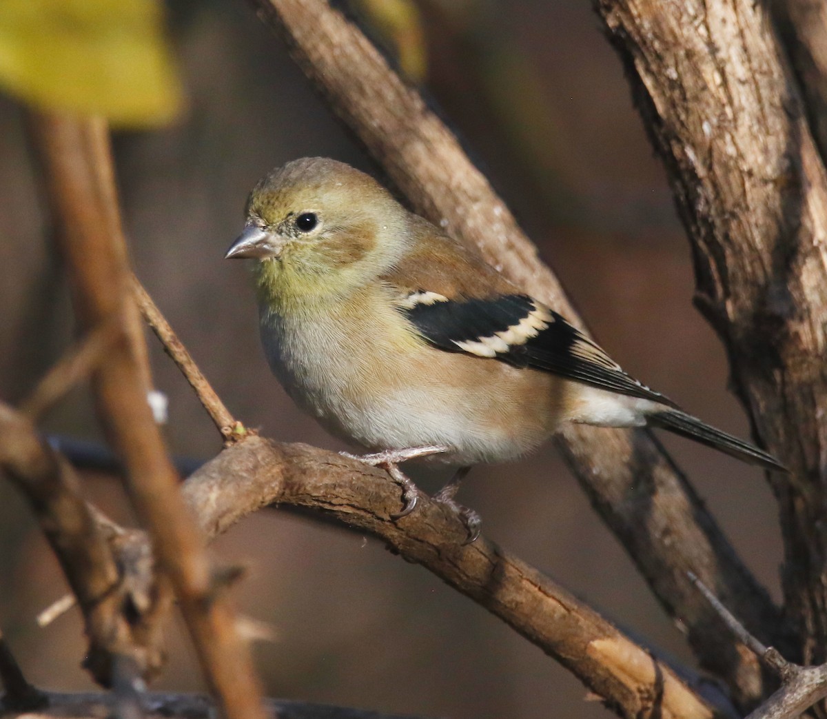 American Goldfinch - ML611341134