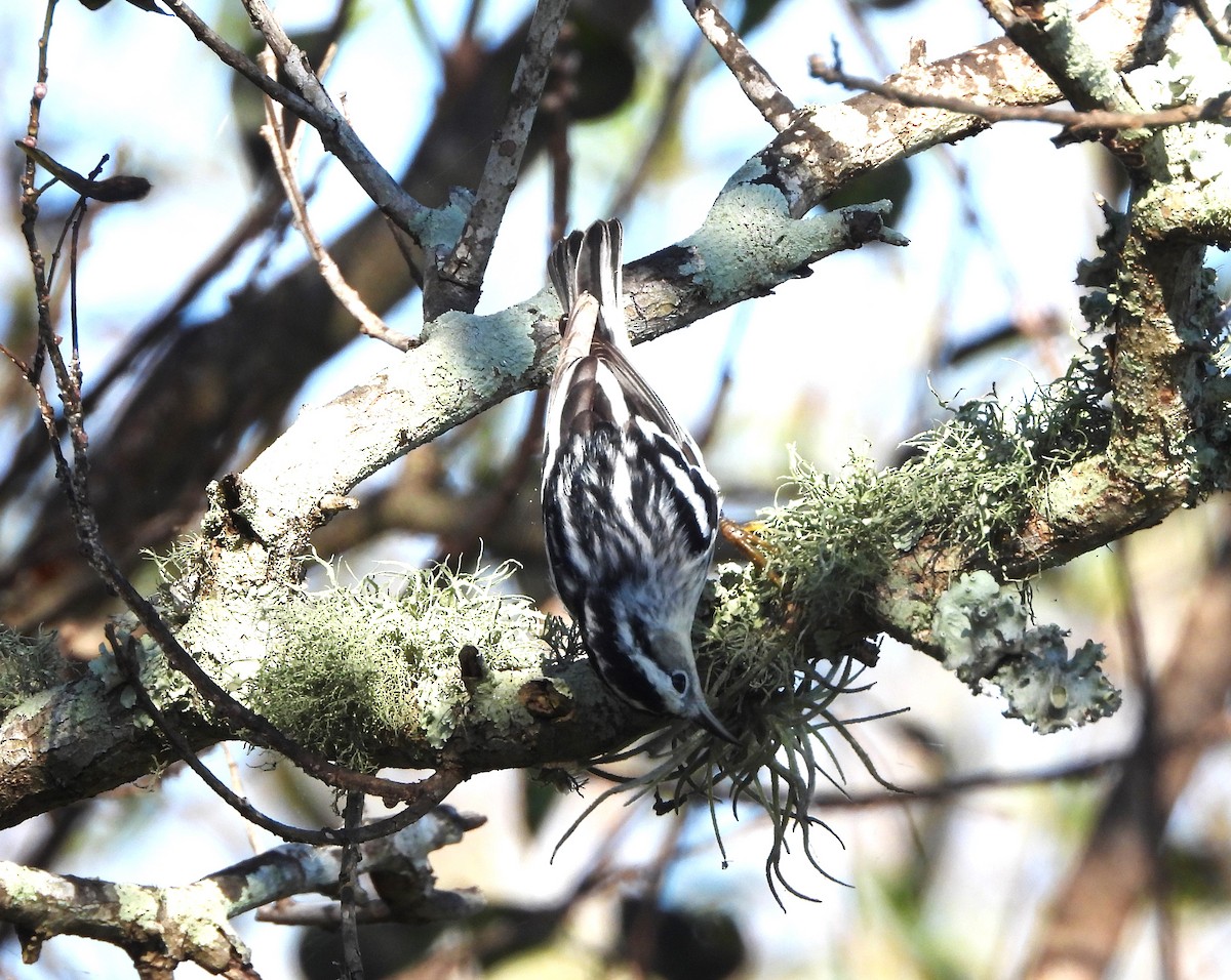 Black-and-white Warbler - ML611341135