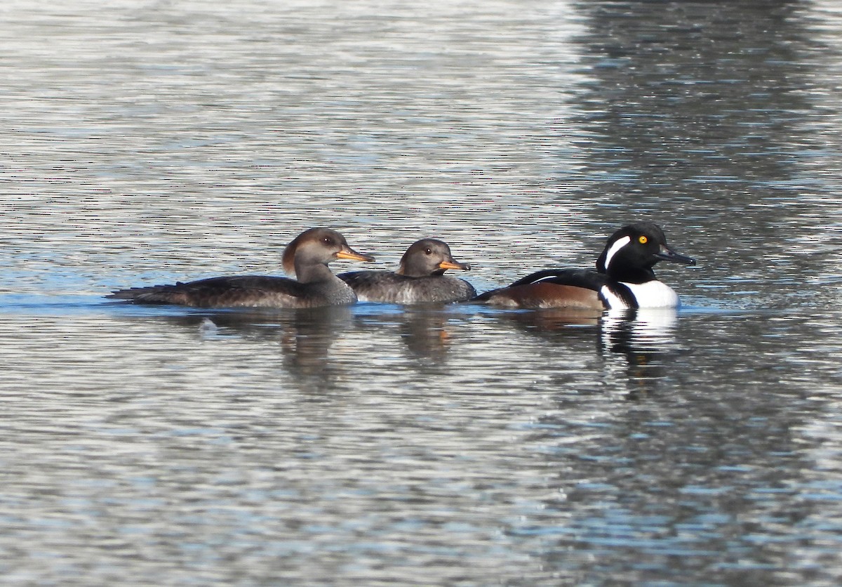 Hooded Merganser - ML611341142