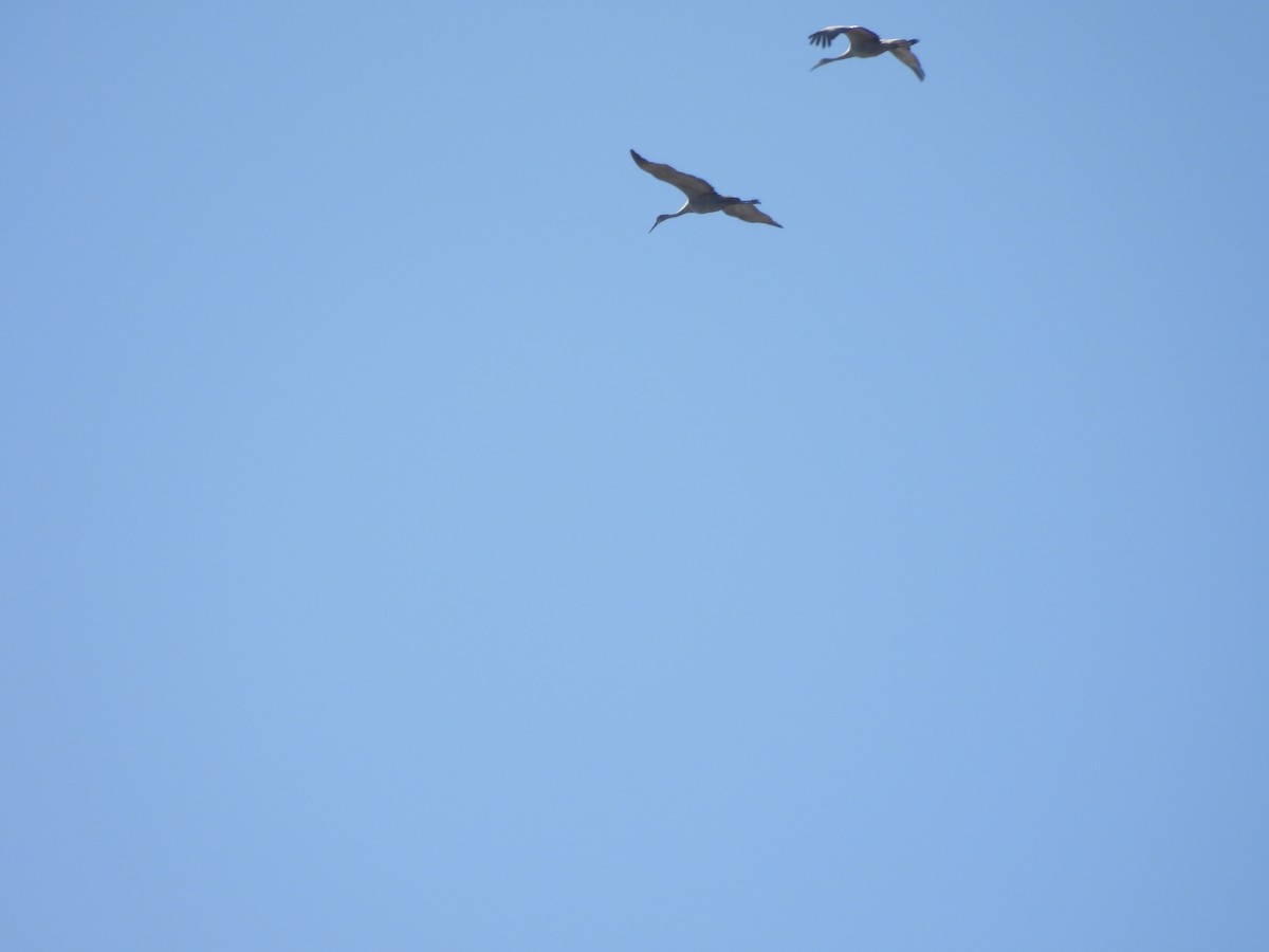 Sandhill Crane - ML611341162