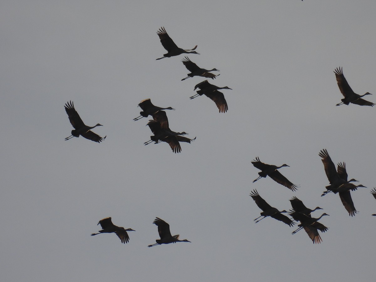 Sandhill Crane - ML611341163