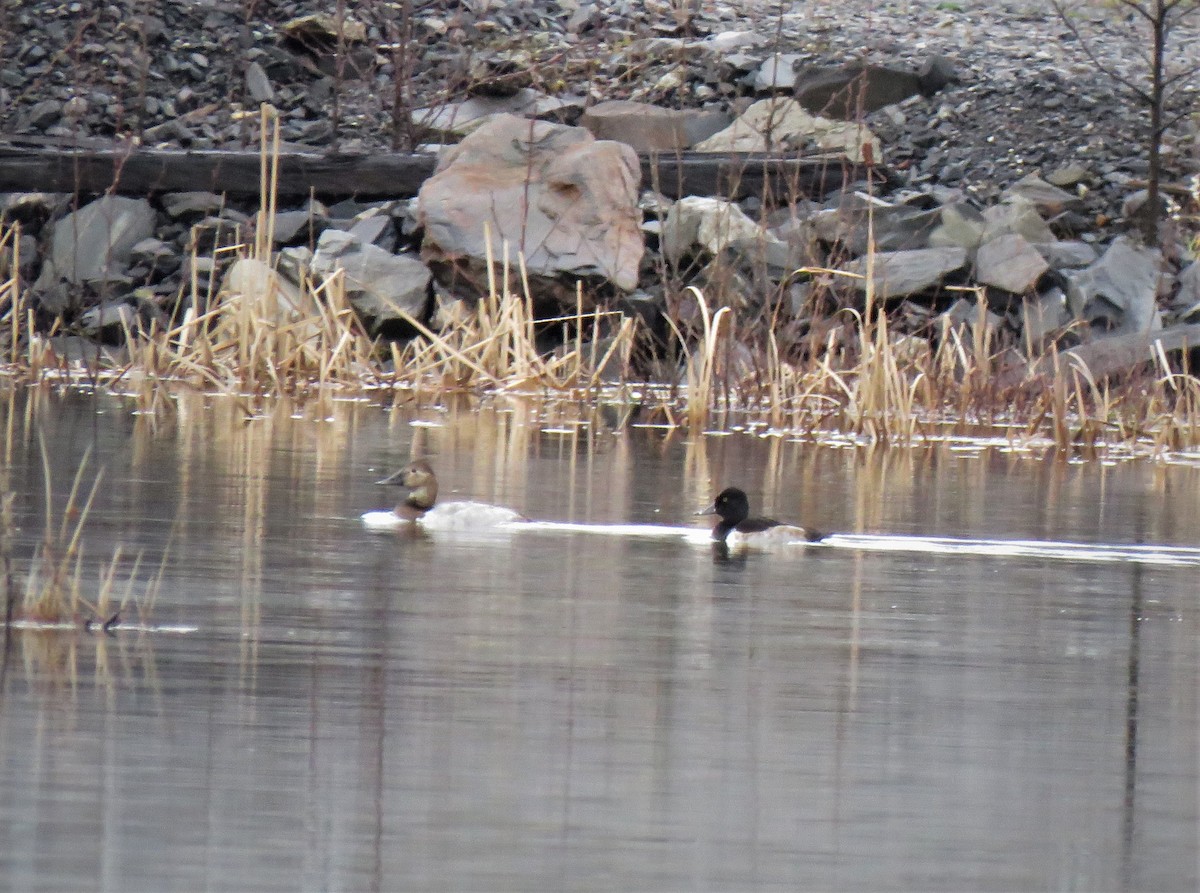 Canvasback - ML611341165