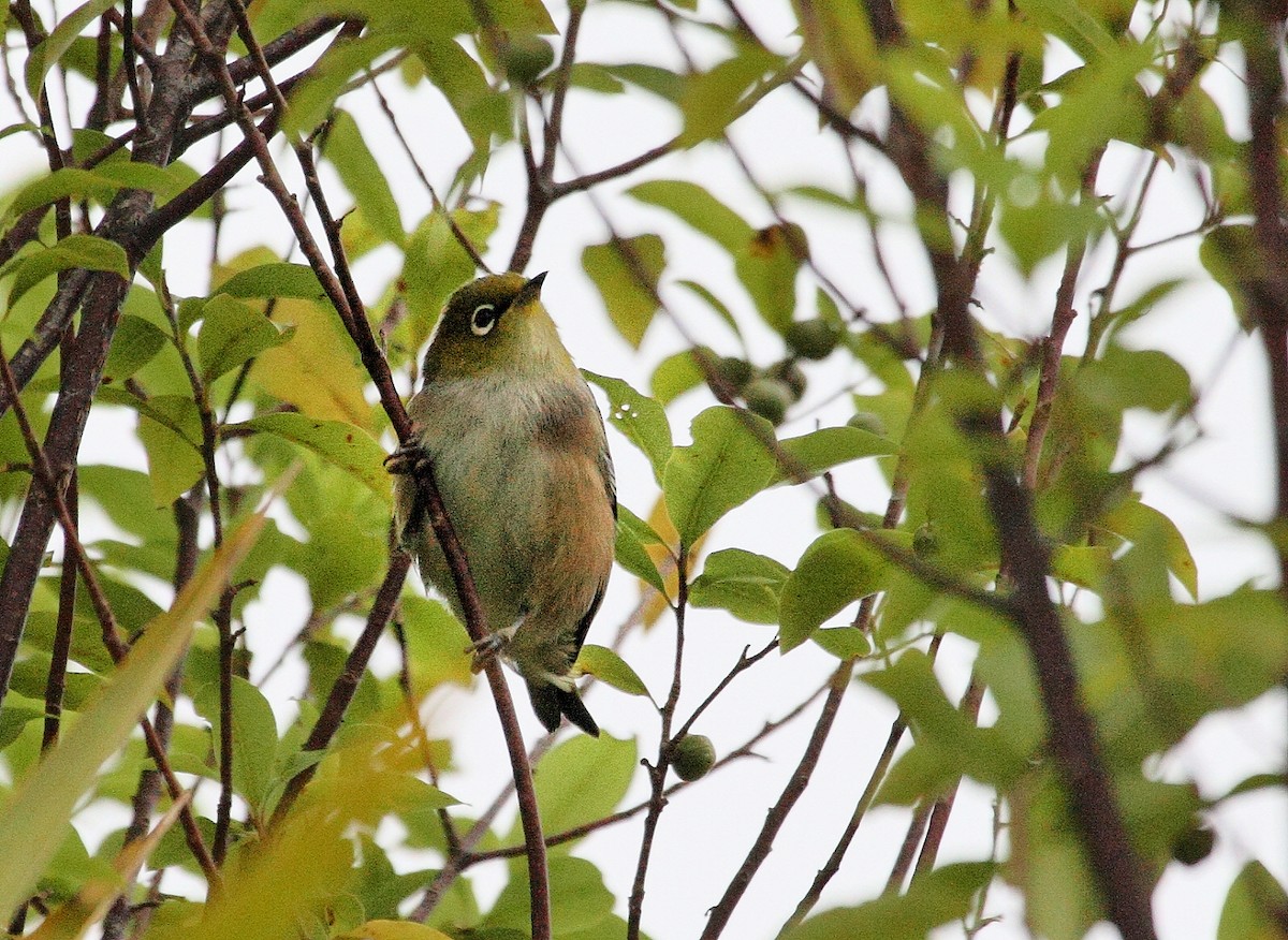 Silvereye - ML611341209