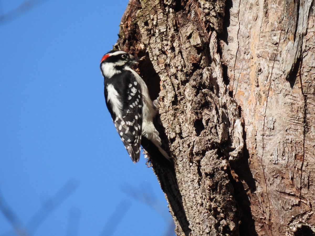 Hairy Woodpecker - ML611341220
