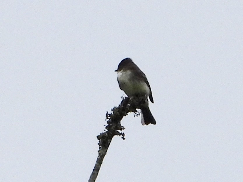 Eastern Phoebe - ML611341264