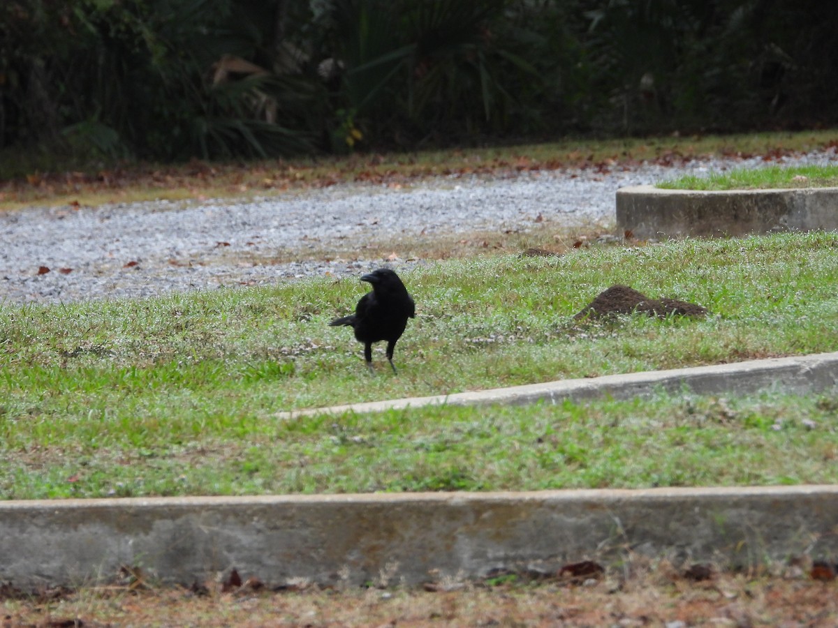 American Crow - ML611341299