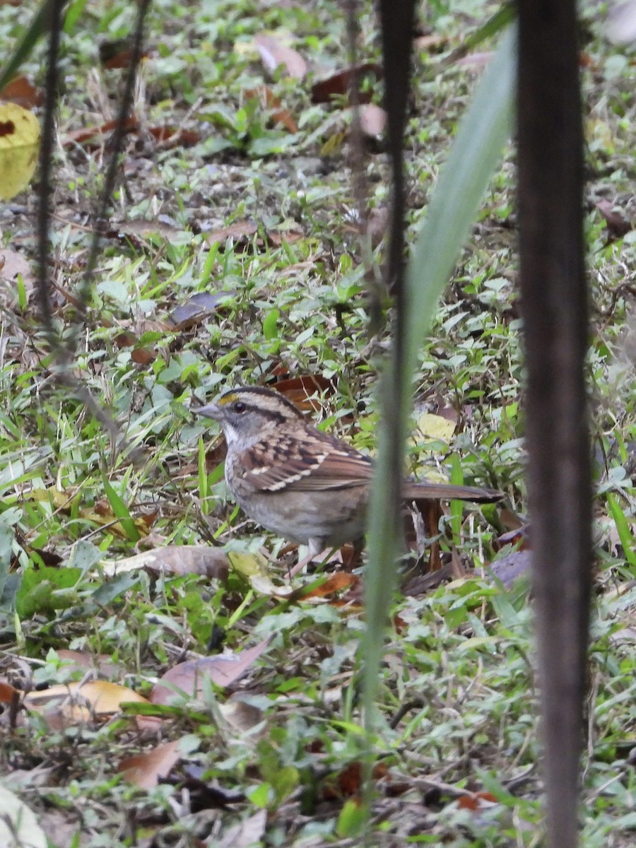 White-throated Sparrow - ML611341333