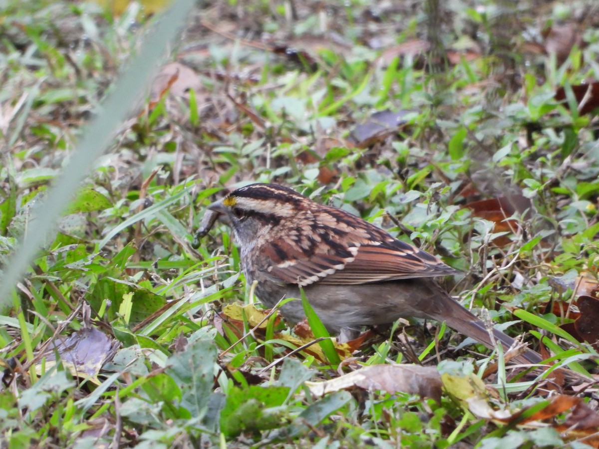 White-throated Sparrow - ML611341335