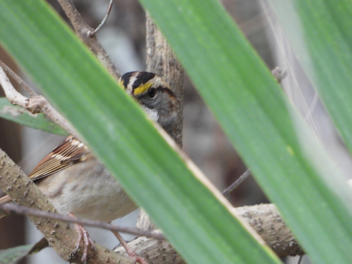 White-throated Sparrow - ML611341336