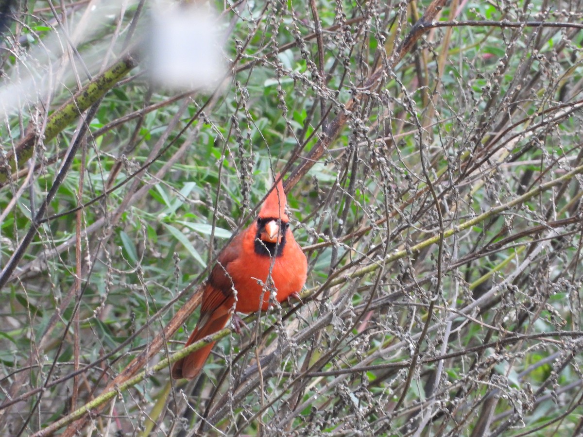 Northern Cardinal - ML611341358