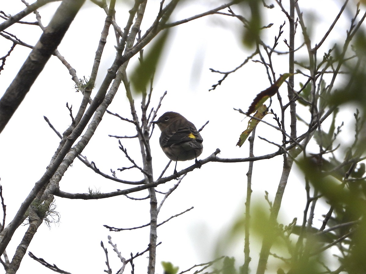 Yellow-rumped Warbler - ML611341389