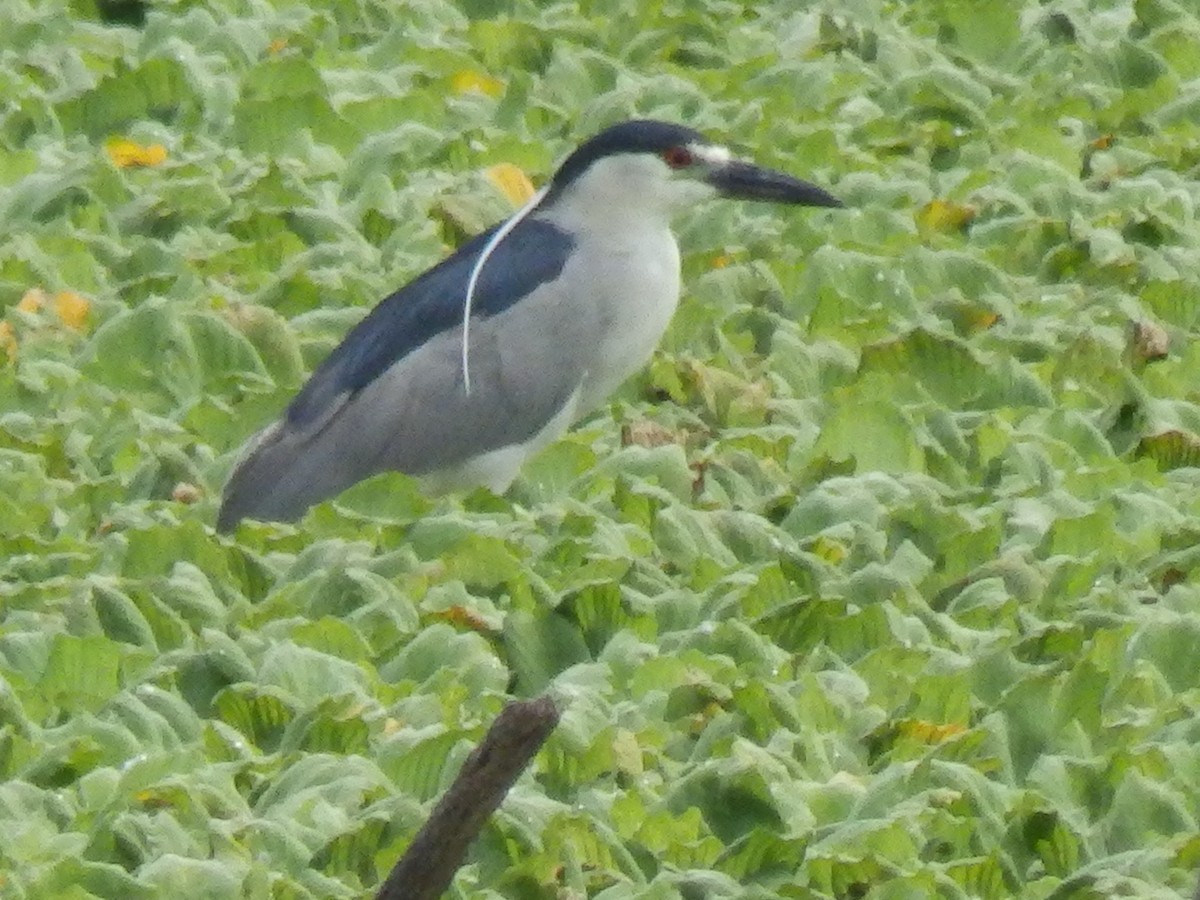 Black-crowned Night Heron - ML611341408