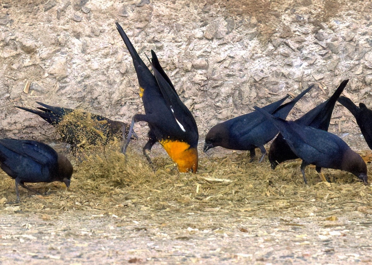 Yellow-headed Blackbird - ML611341549