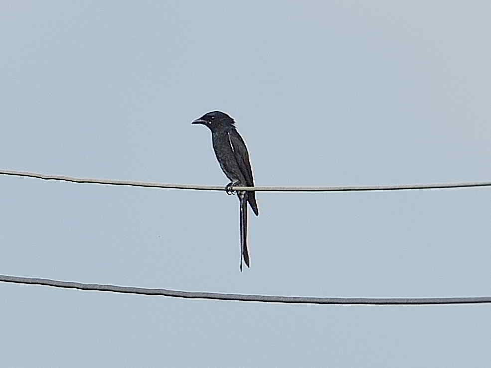 Black Drongo - Choong YT