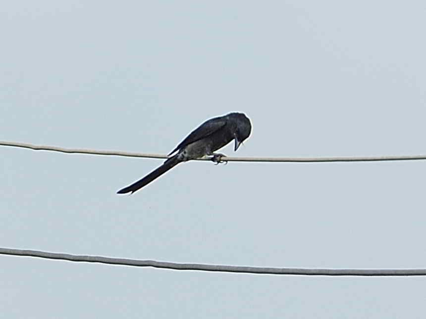 Black Drongo - ML611341554