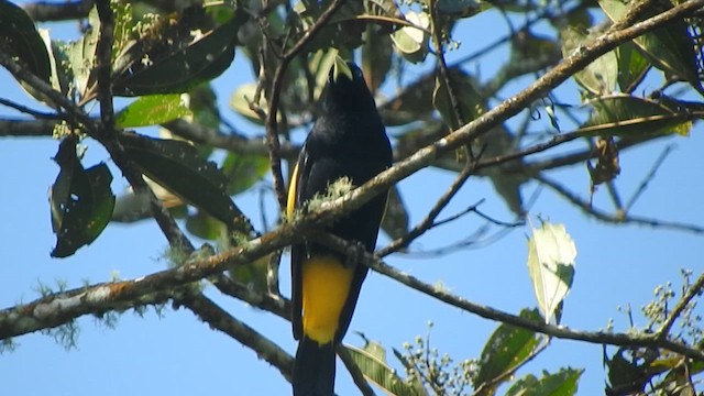 Yellow-rumped Cacique - ML611341620