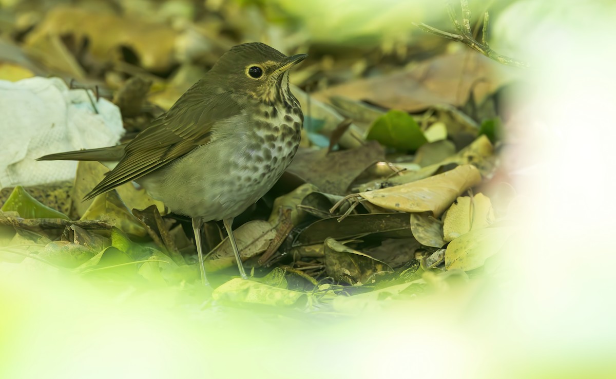 Swainson's Thrush - ML611341632