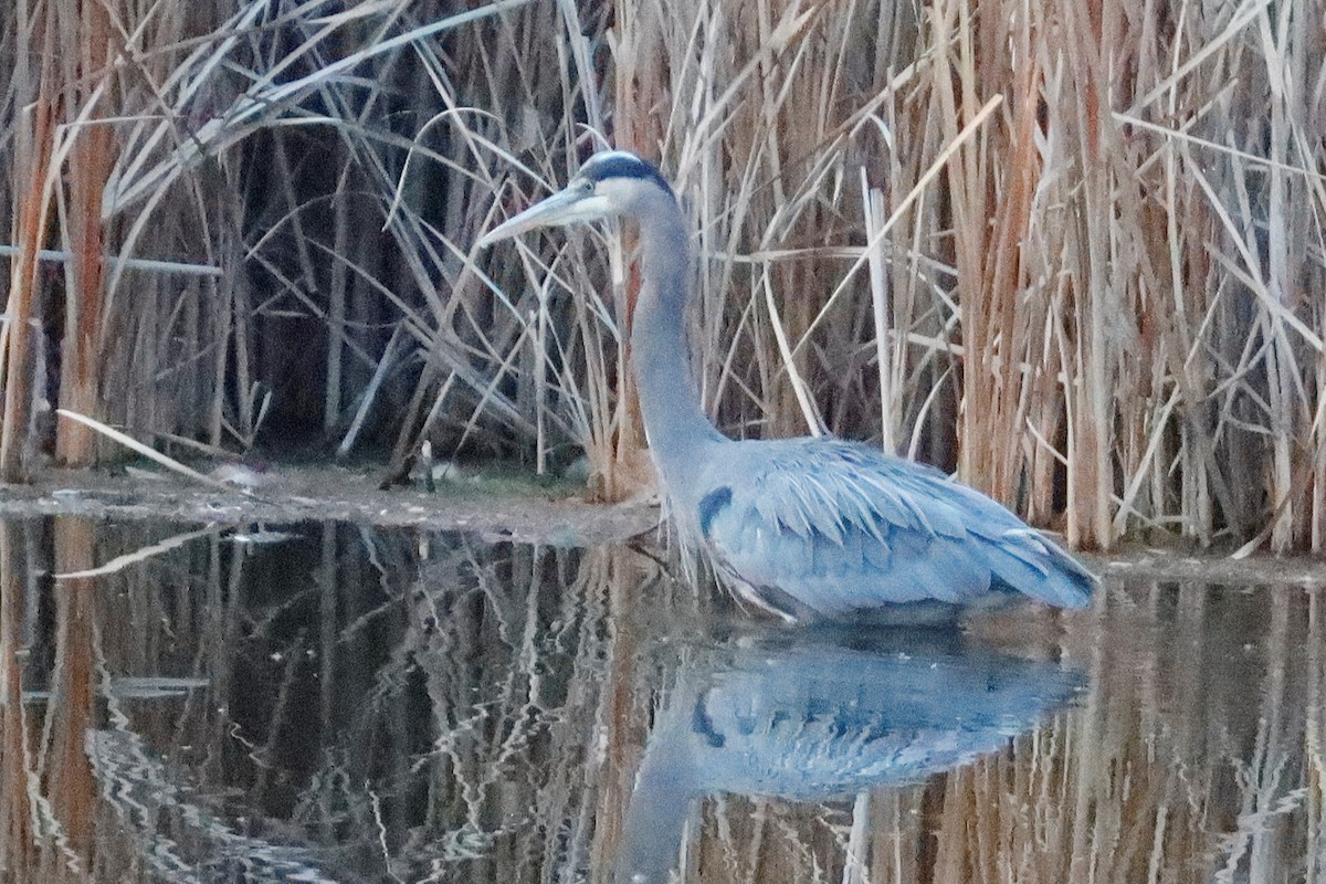 Great Blue Heron - ML611341696