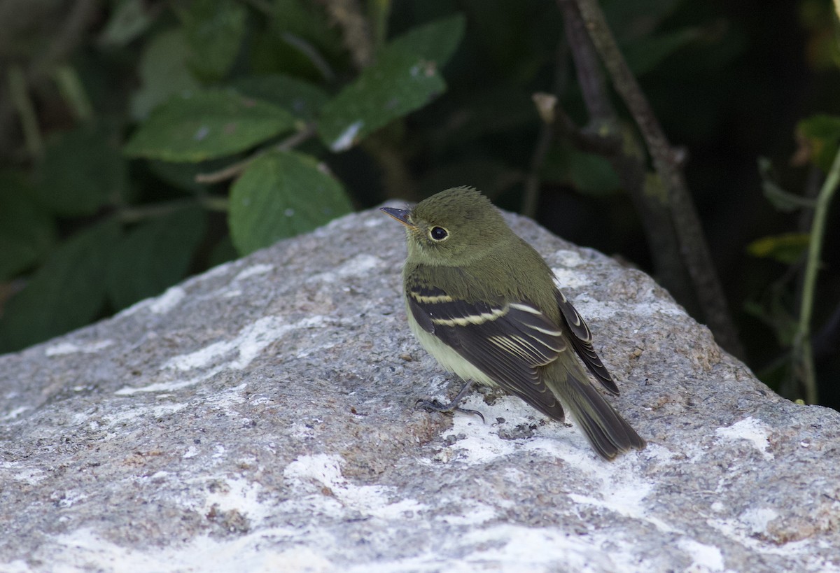 Moucherolle à ventre jaune - ML611341700