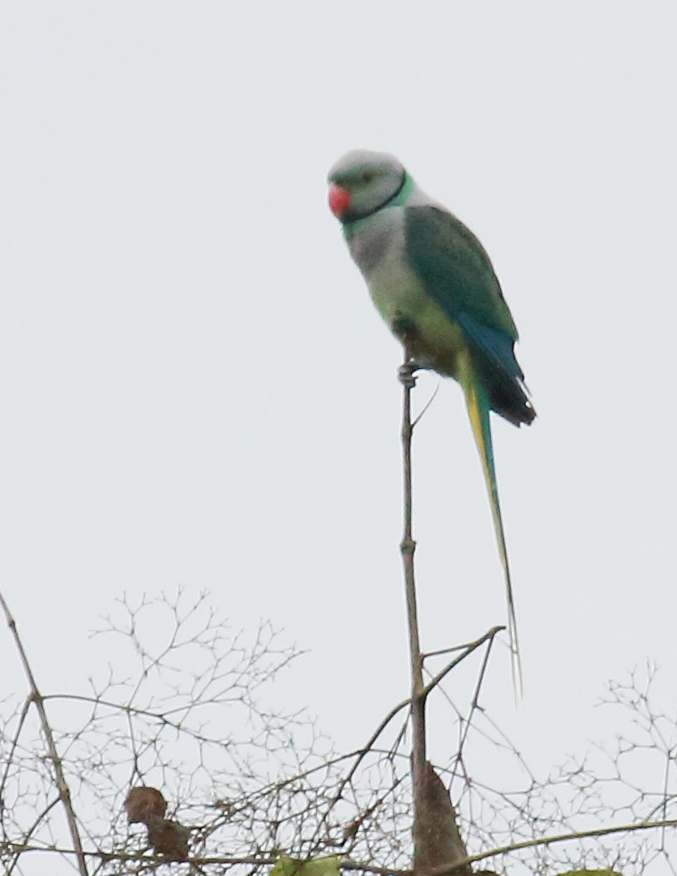 Malabar Parakeet - Amarendra Konda