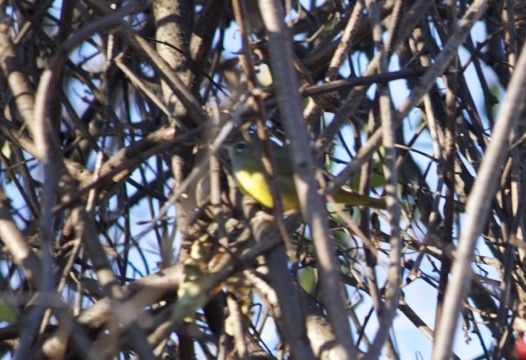 MacGillivray's Warbler - ML611341717