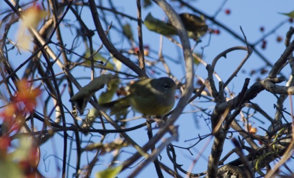 MacGillivray's Warbler - ML611341719